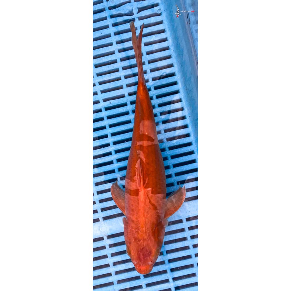 10-12” Imported Chagoi
