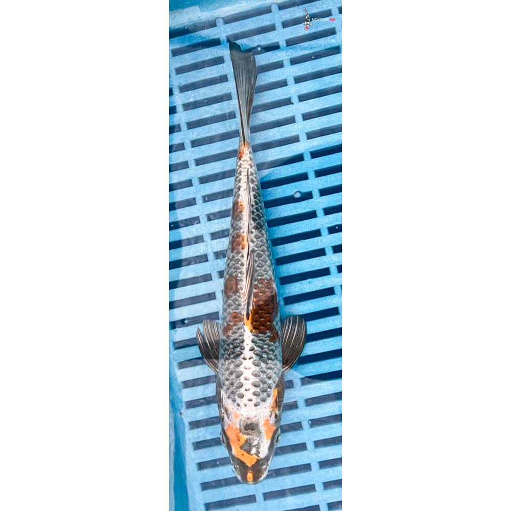 10-12” Imported Kujaku