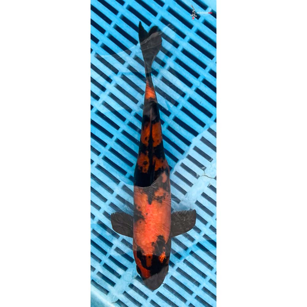 10-12” Imported Hi Utsuri