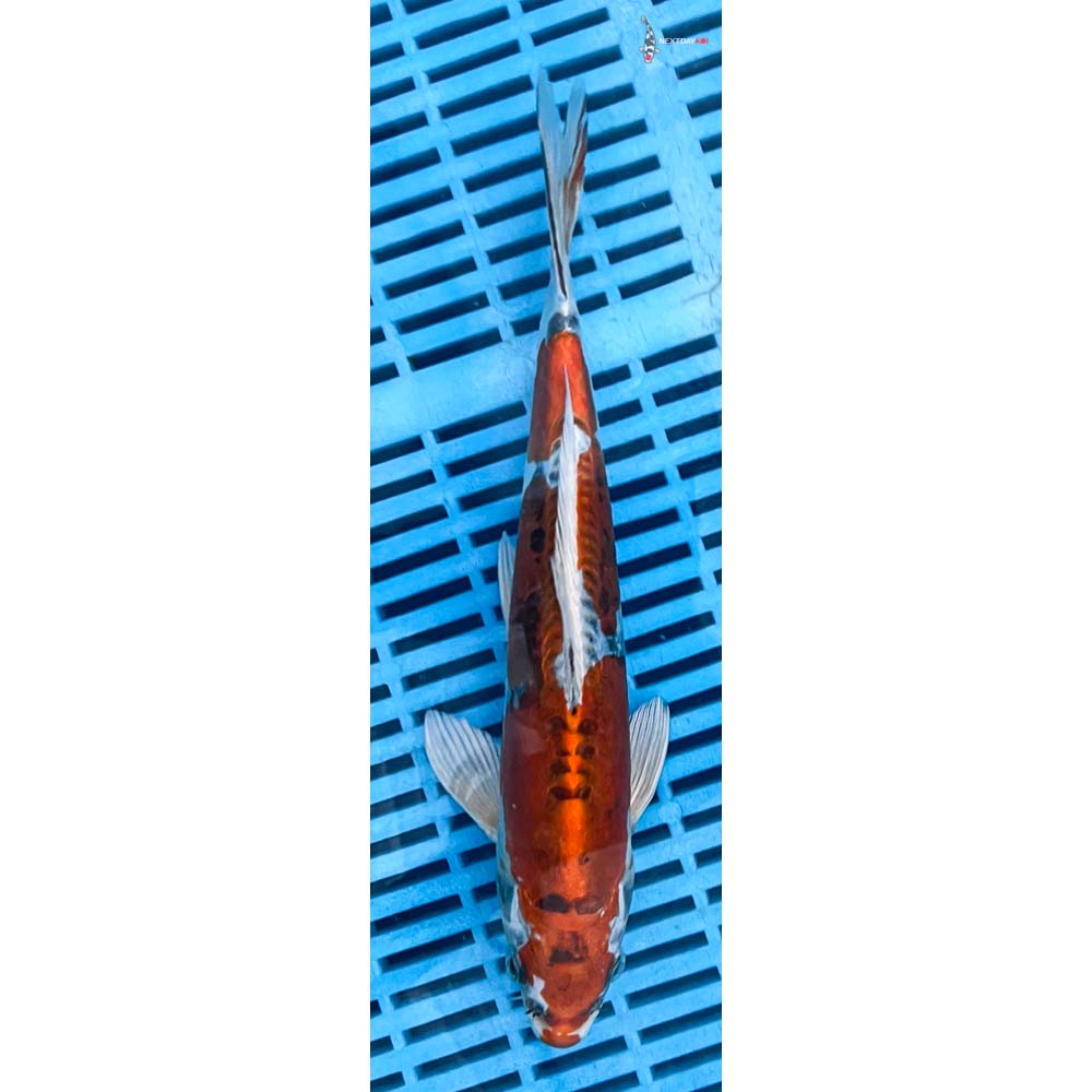 10-12” Imported Heisei Nishiki