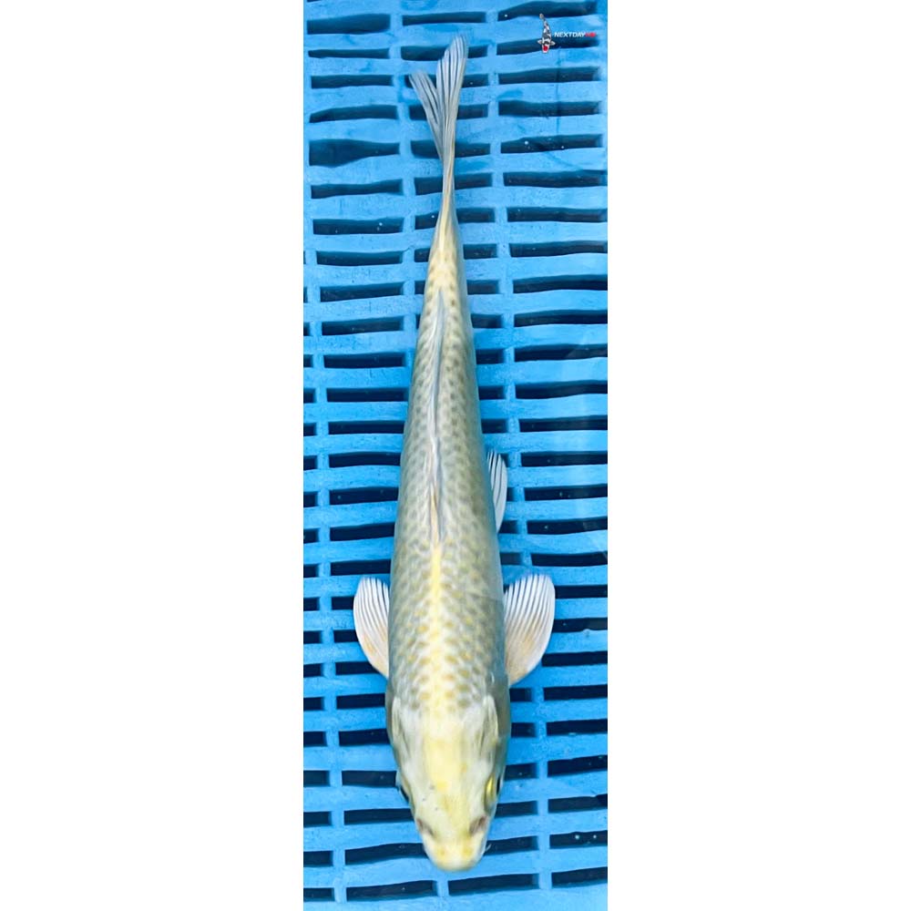 10-12” Imported Yamabuki Ogon