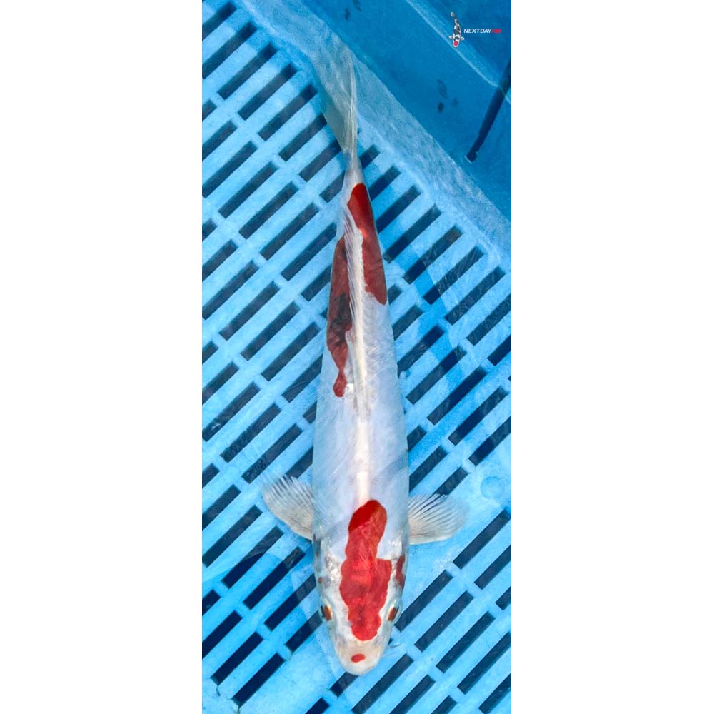 10-12” Imported Heisei Nishiki