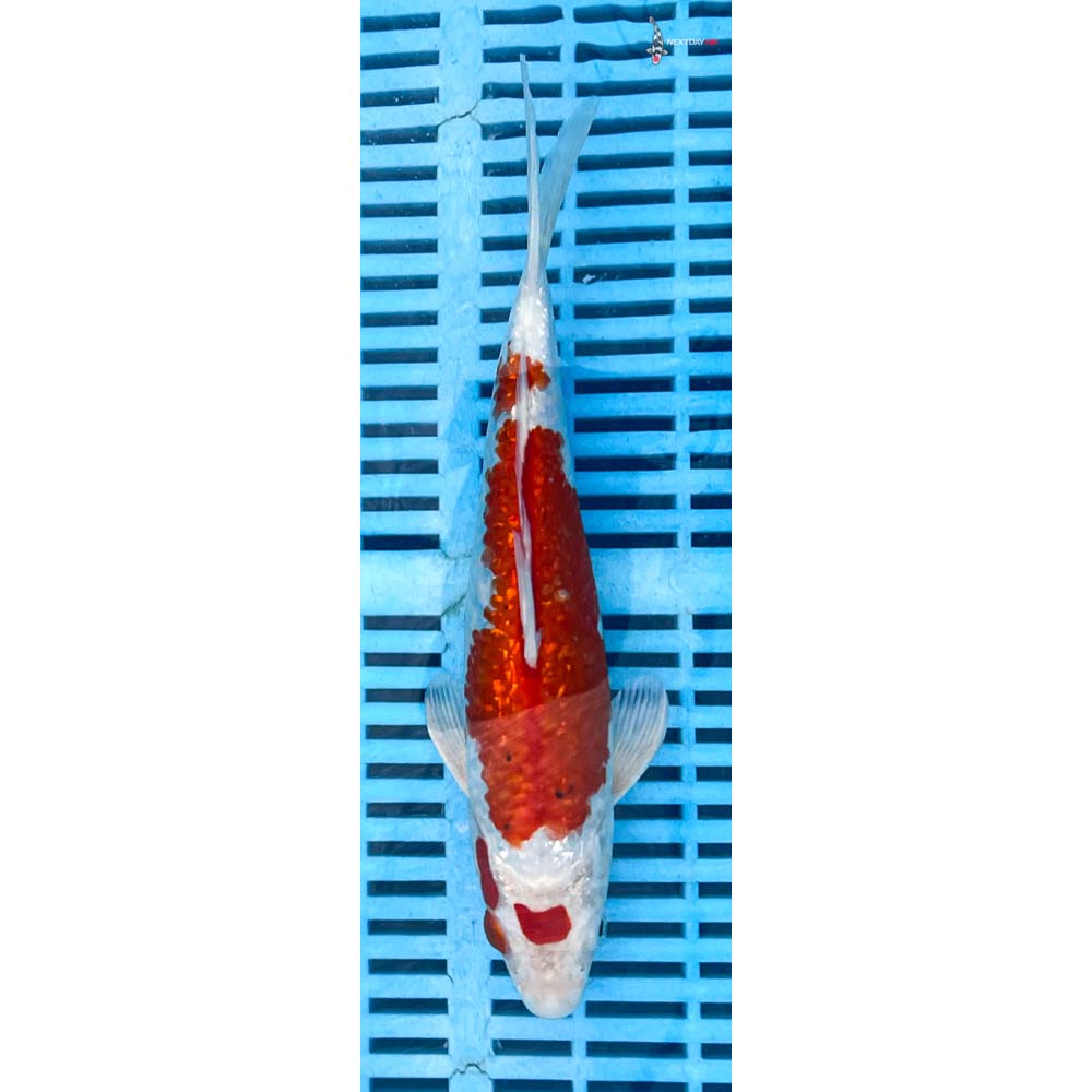 10-12” Imported Hariwake