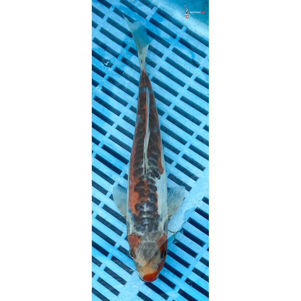 10-12” Imported Shusui
