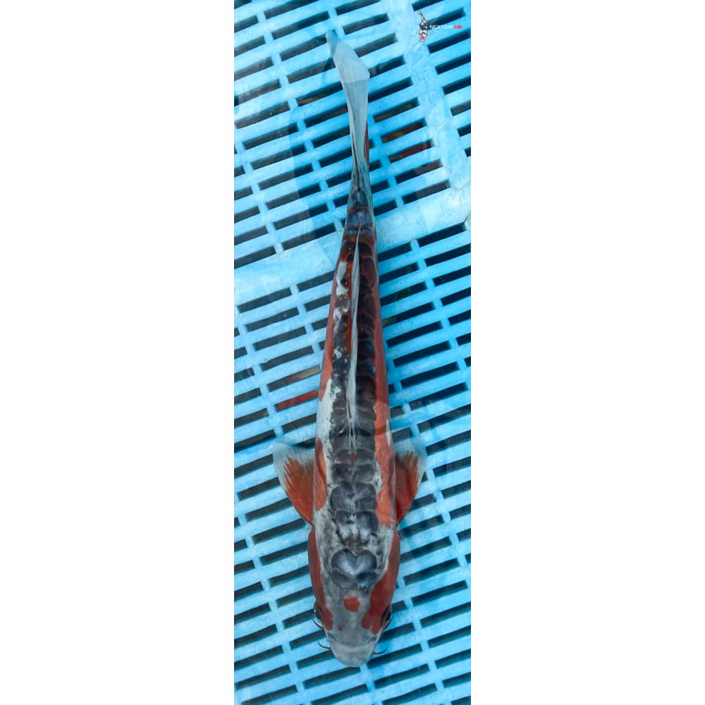 12-14” Imported Shusui