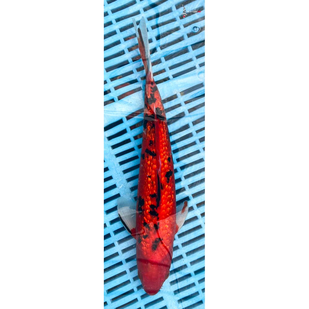 12-14” Imported Gin Rin Aka Bekko