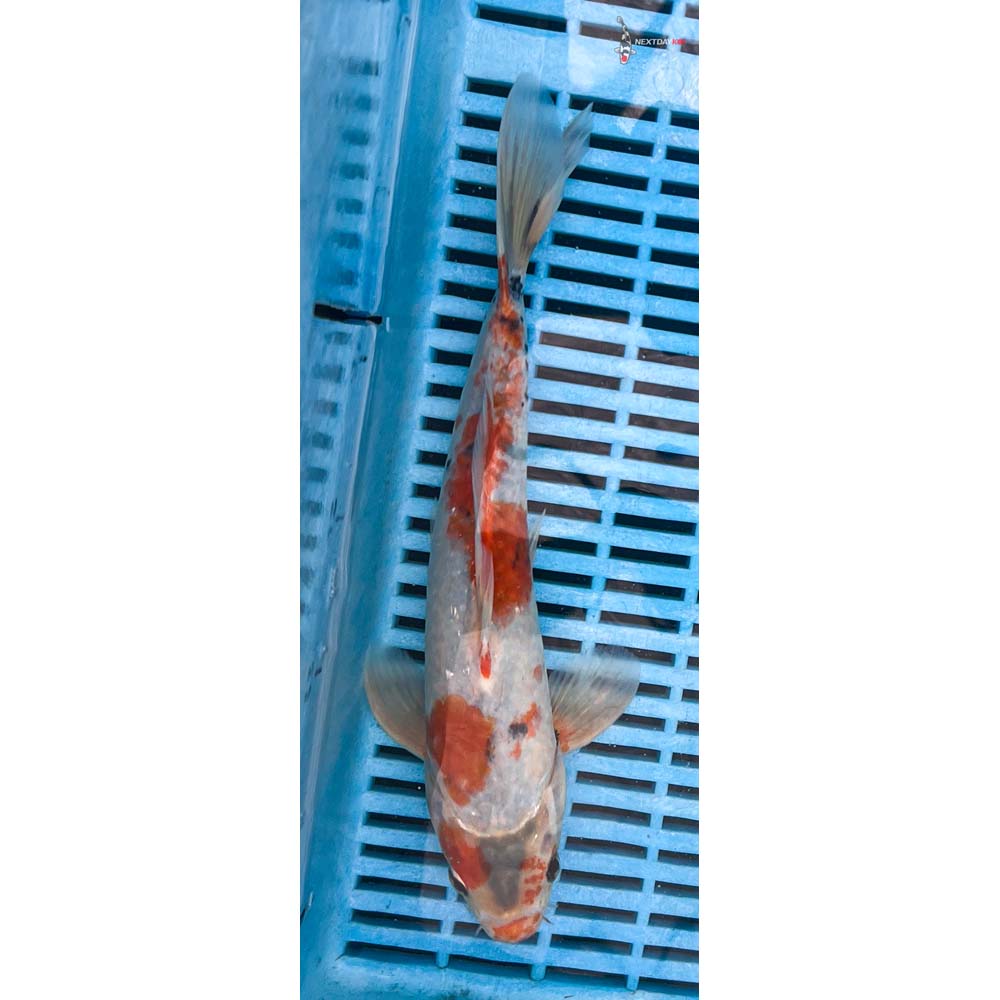12-14” Imported Beni Matsukawabakke