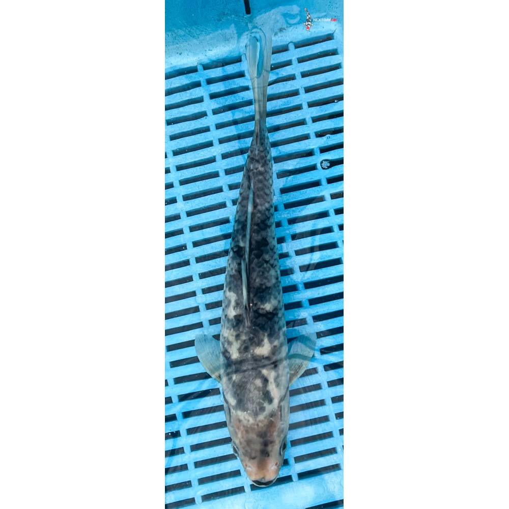 12-14” Imported Matsukawabakke