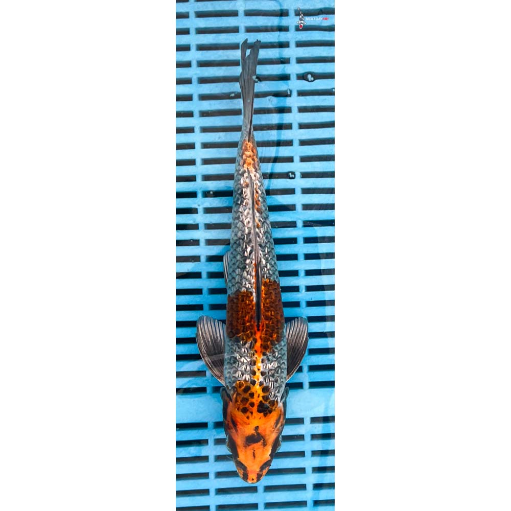 12-14” Imported Gin Rin Kujaku