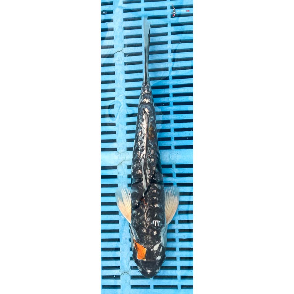 12-14” Imported Gin Rin Kin Kikokuryu