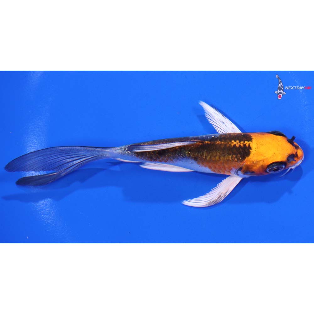 4.5” Imported Kujaku Butterfly Koi