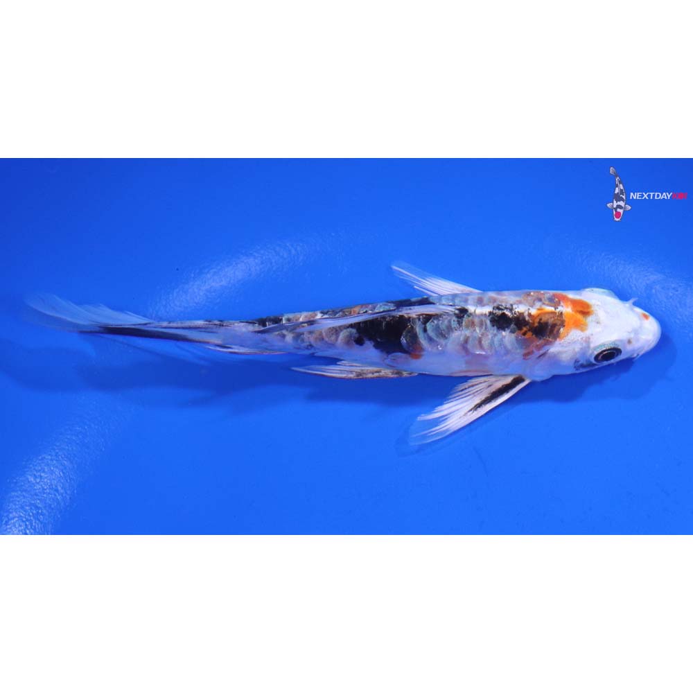 4.5” Imported Heisei Nishiki Butterfly Koi