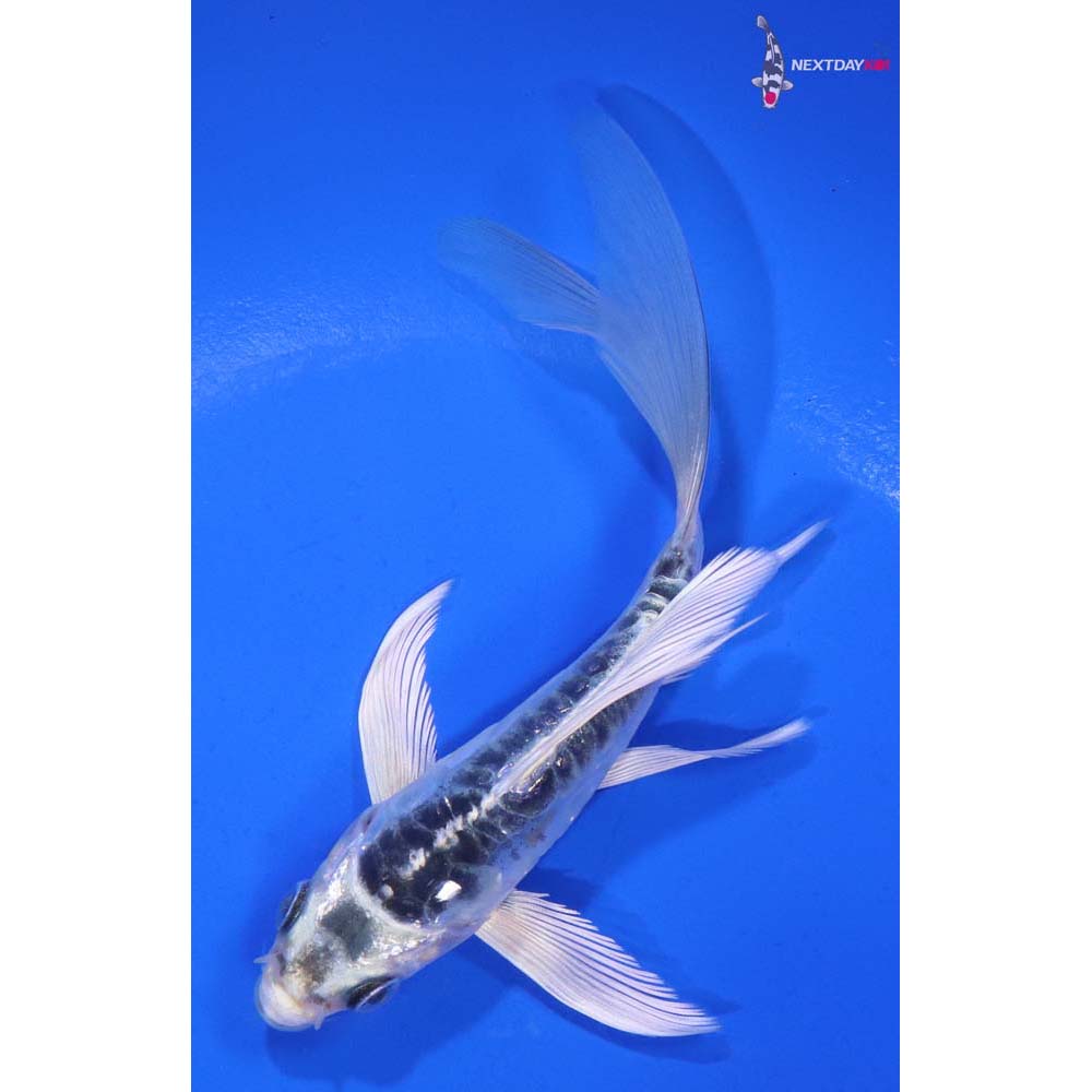 4.5” Imported Doitsu Blue Kujaku Butterfly Koi