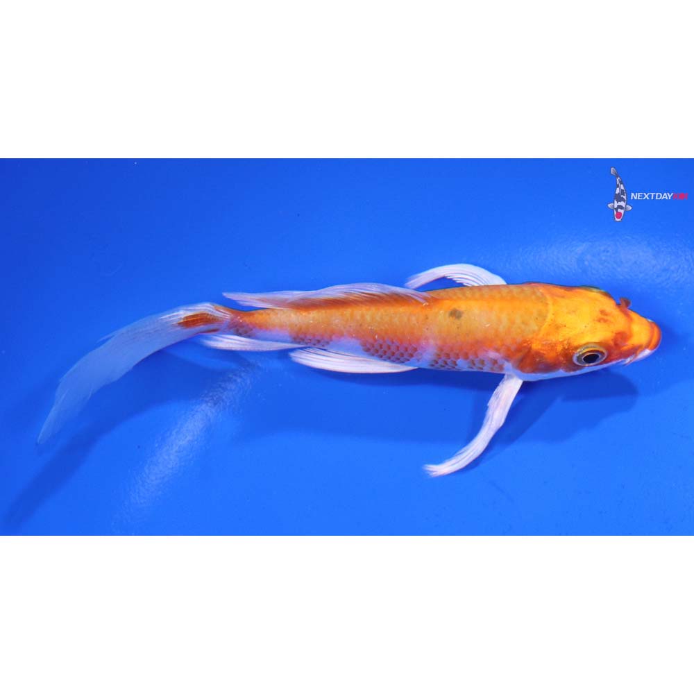 4.5” Imported Hariwake Butterfly Koi