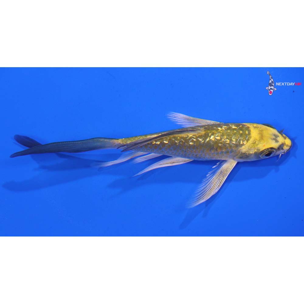 5” Imported Gin Rin Ki Matsuba Butterfly Koi