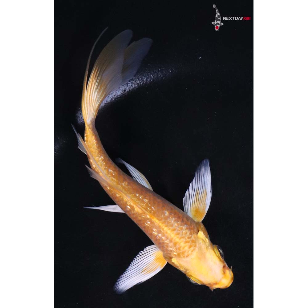 5” Imported Gin Rin Yamabuki Ogon Butterfly Koi