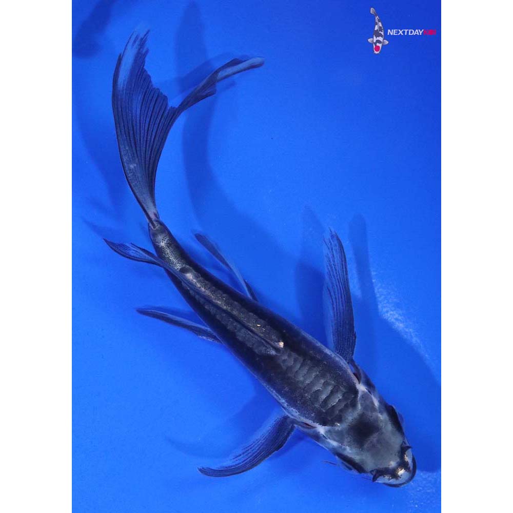 4.5” Imported Kikokuryu Butterfly Koi