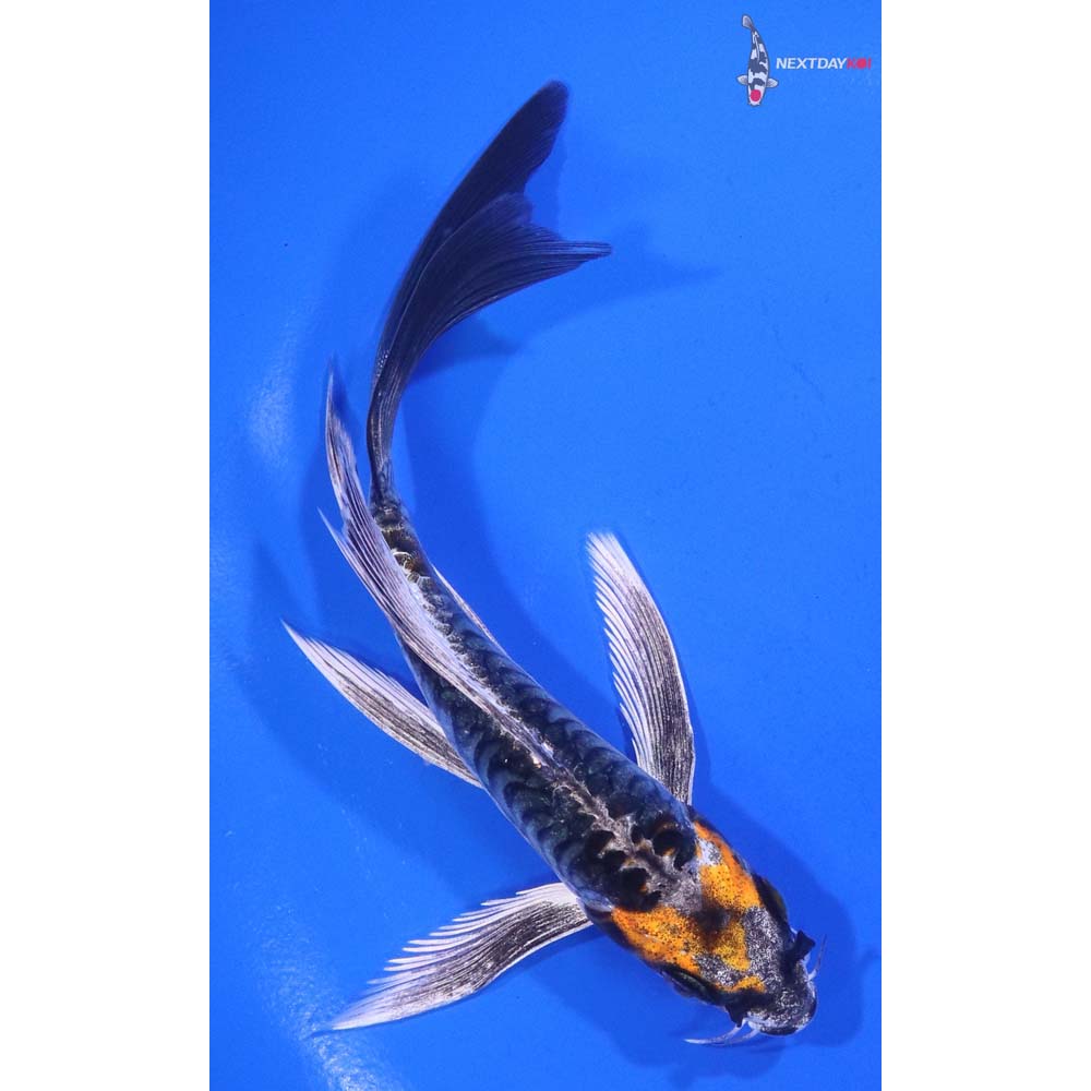 5” Imported Armor Scaled Kin Kikokuryu Butterfly Koi