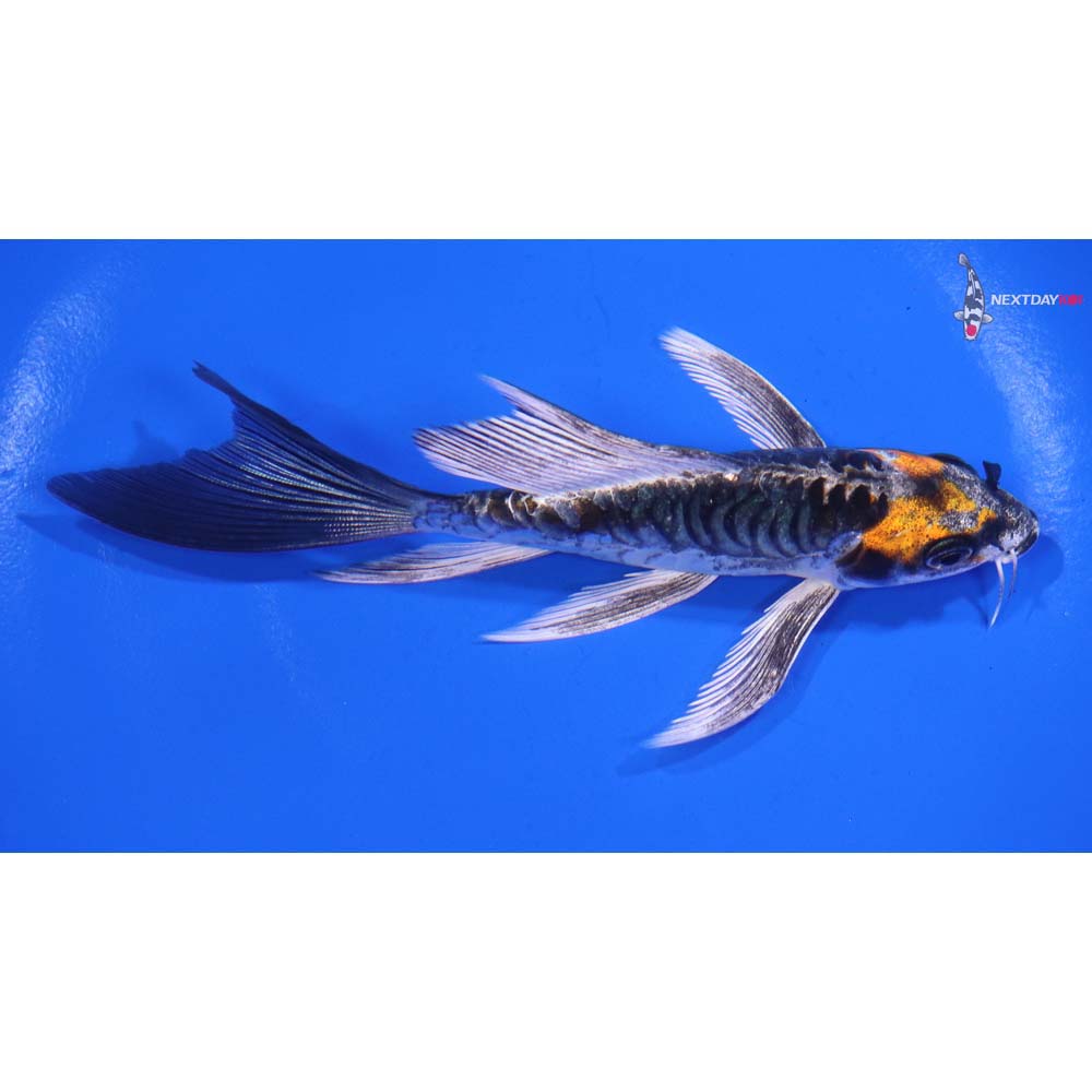 5” Imported Armor Scaled Kin Kikokuryu Butterfly Koi