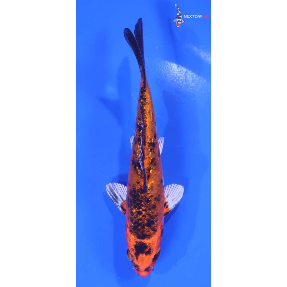 6” Imported Gin Rin Yamato Nishiki