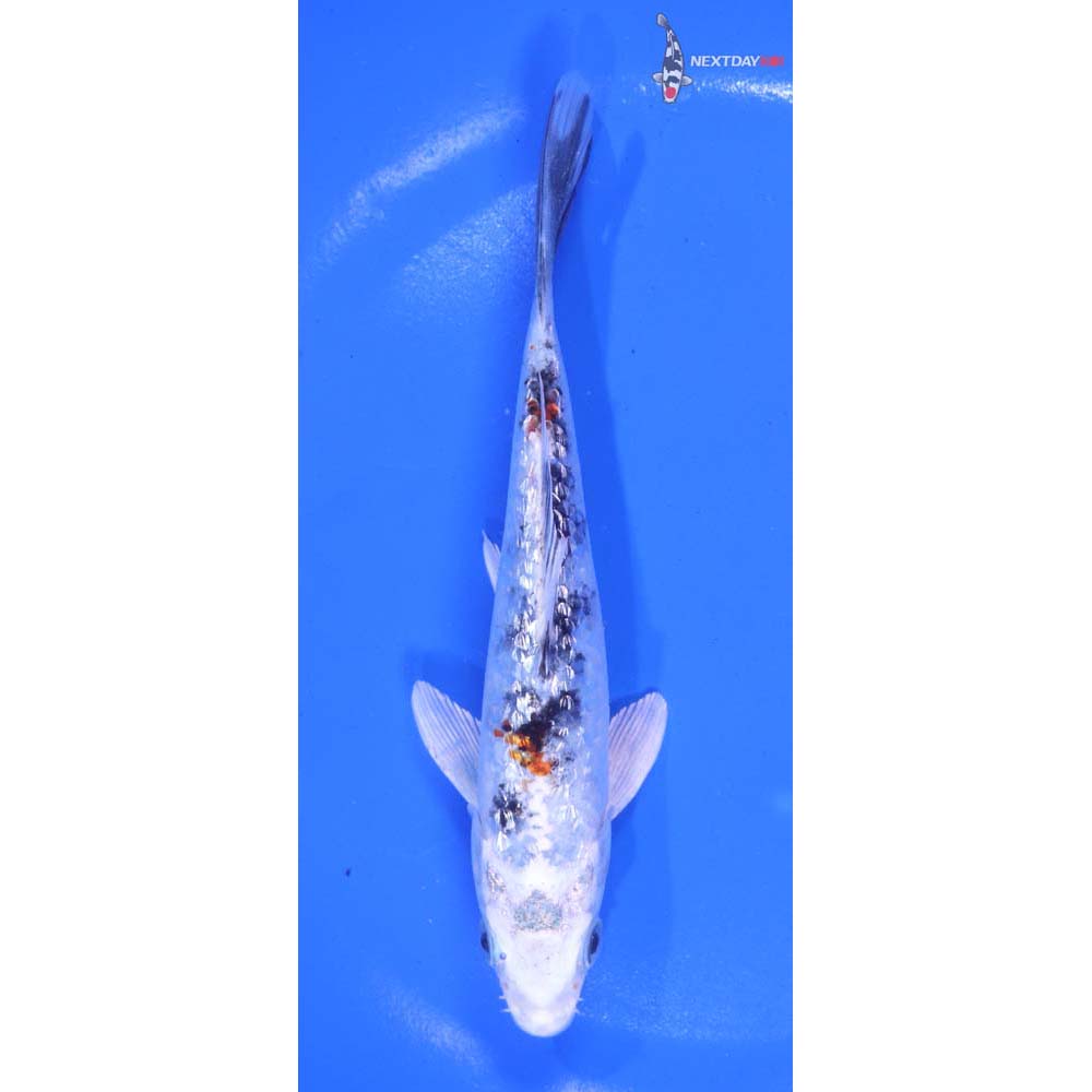 6” Imported Gin Rin Yamato Nishiki