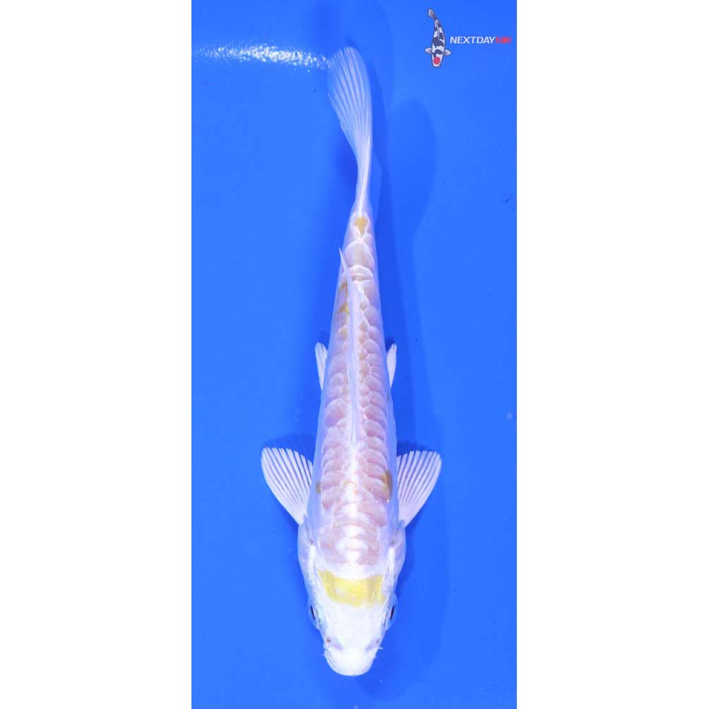 4.5” Imported Doitsu Lemon Hariwake