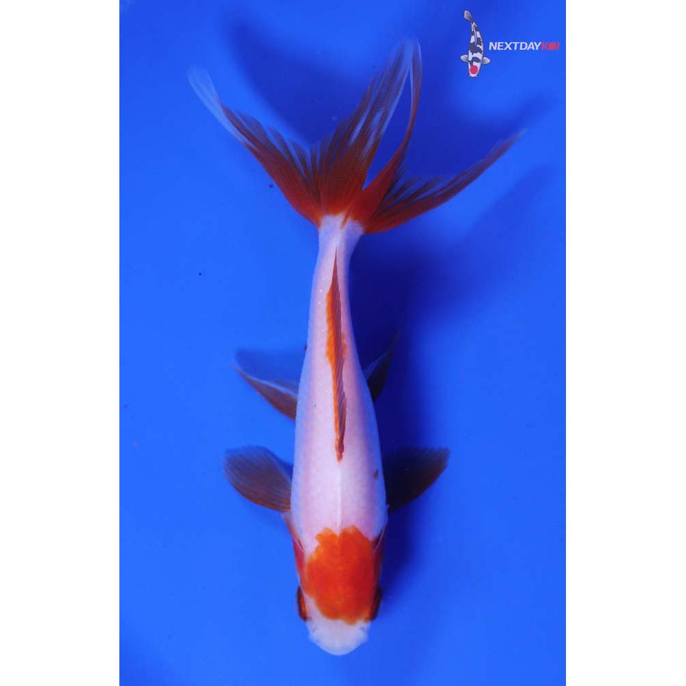 4” Imported Red and White Wakin
