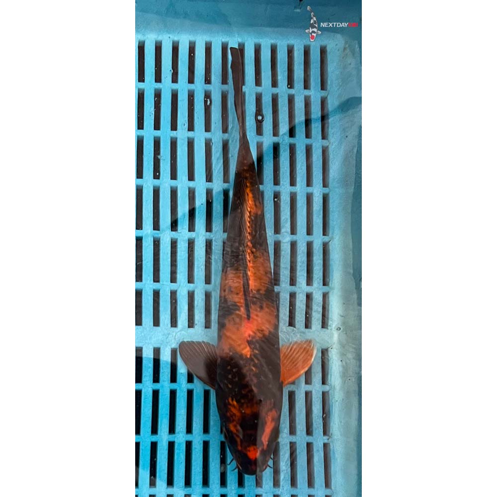 10-12” Imported Kin Hi Utsuri