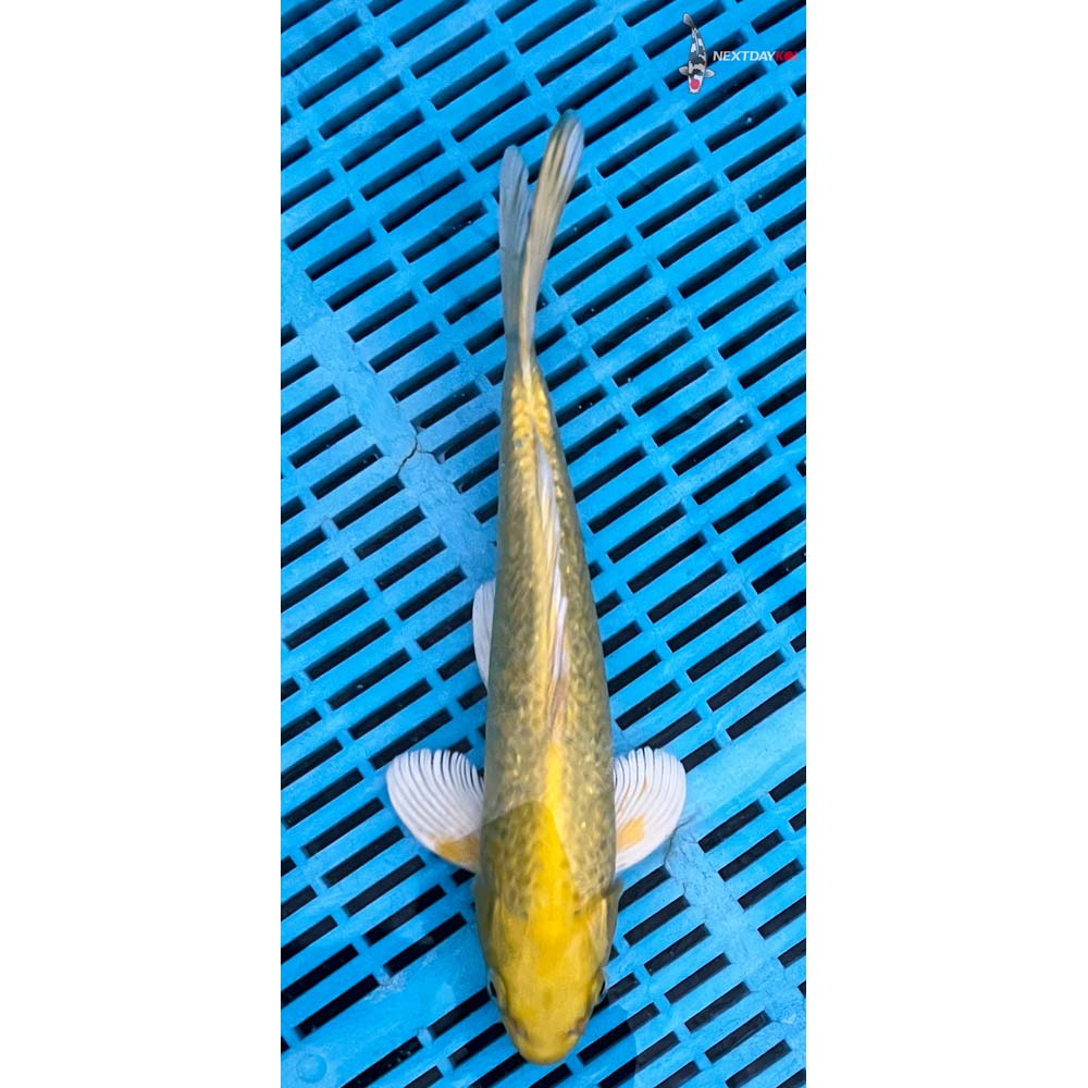 10-12” Imported Gin Rin Yamabuki Ogon