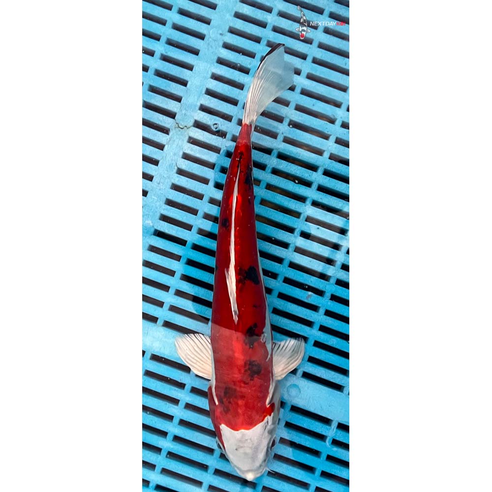 10-12” Imported Heisei Nishiki