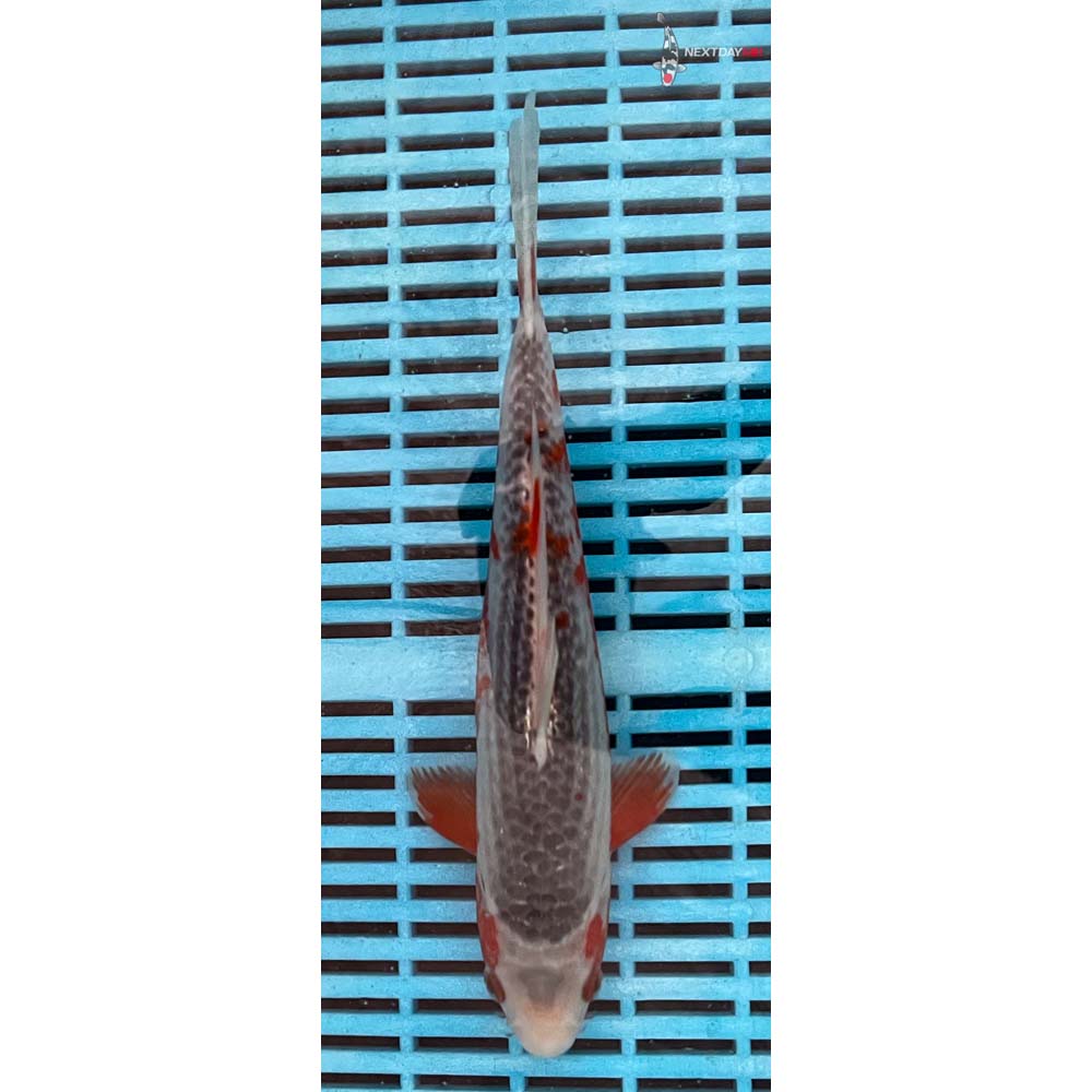 10-12” Imported Asagi