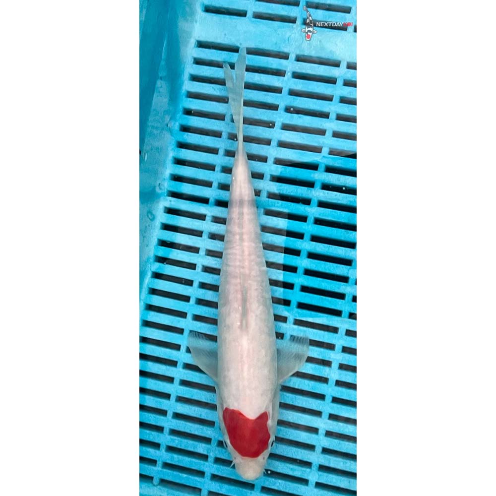 10-12” Imported Kohaku