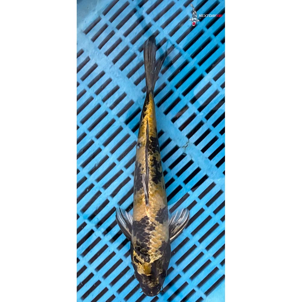 10-12” Imported Kin Ki Utsuri