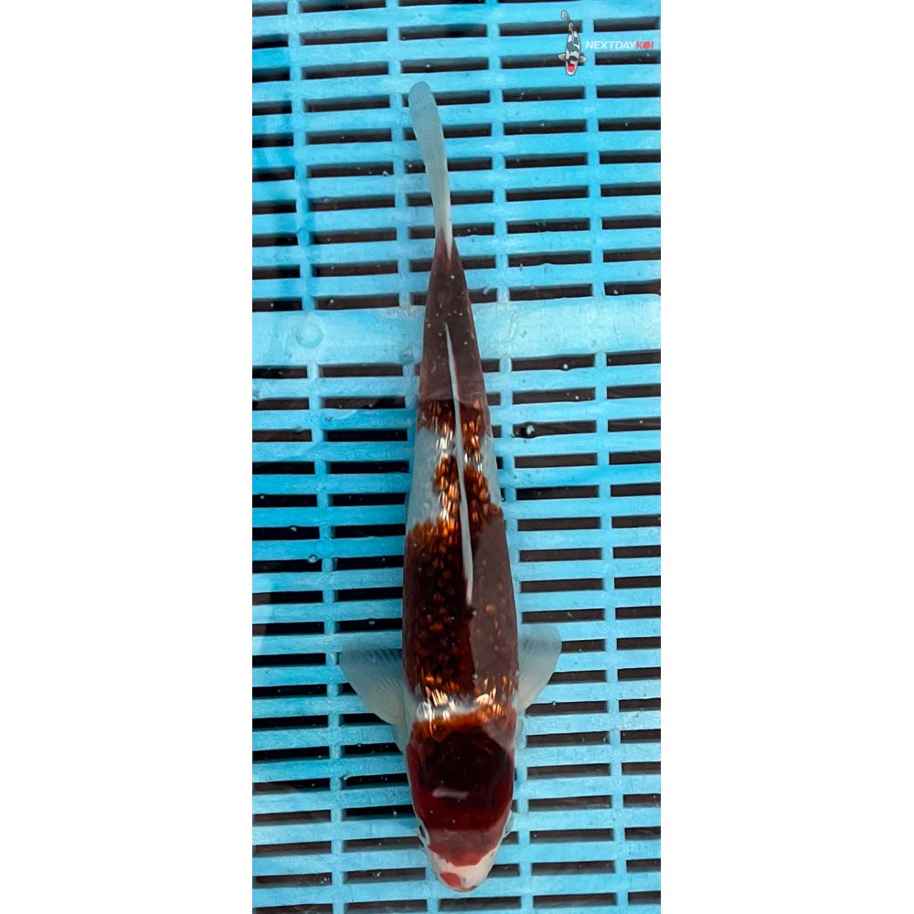 10-12” Imported Gin Rin Goromo