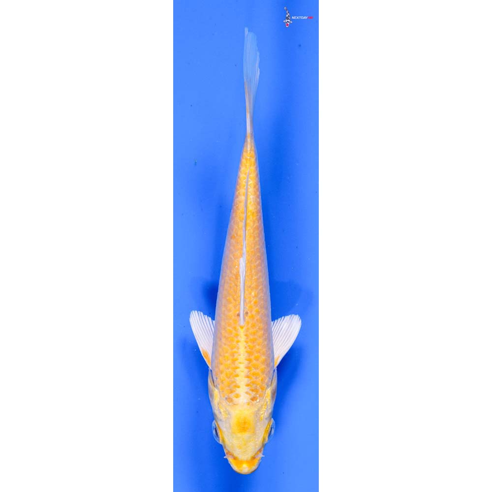 5” Imported Yamabuki Ogon