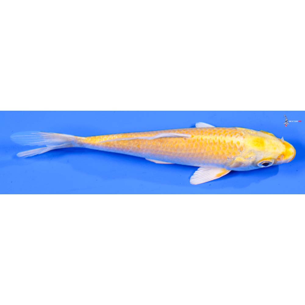 5” Imported Yamabuki Ogon