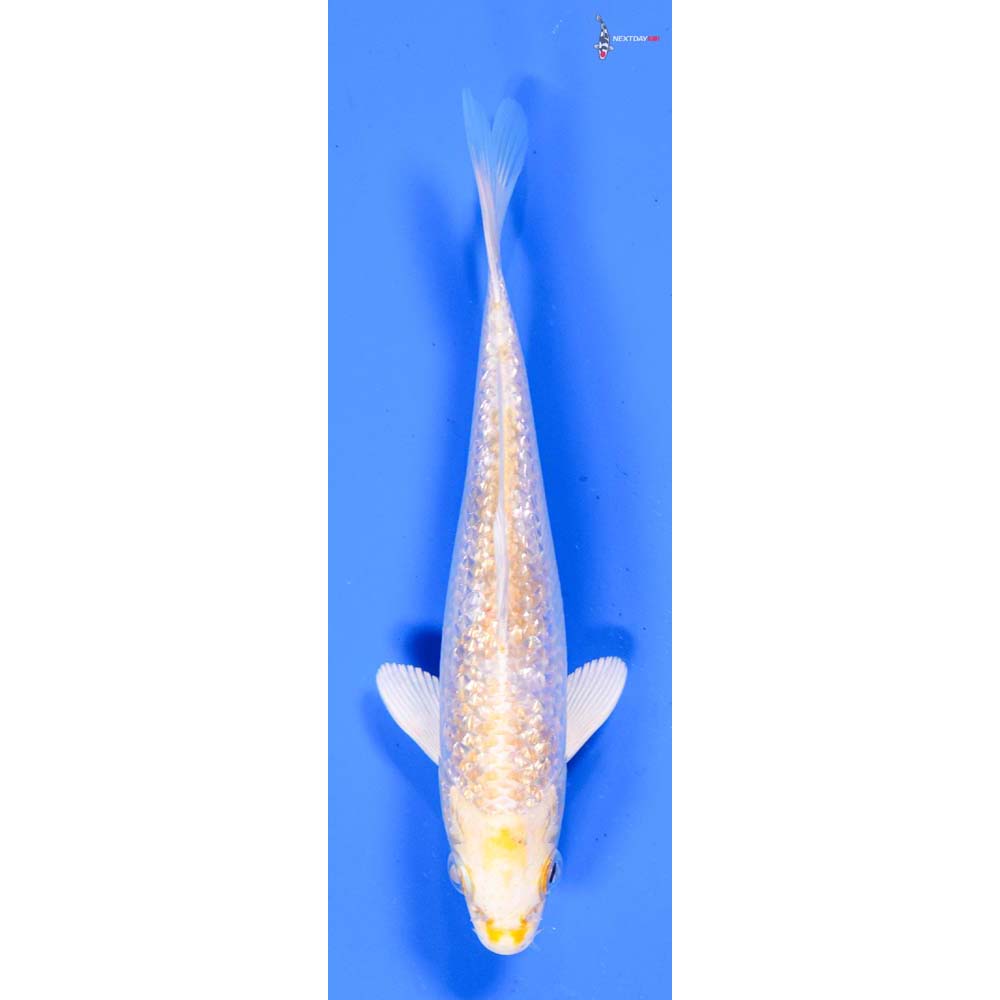 5.5” Imported Gin Rin Lemon Hariwake