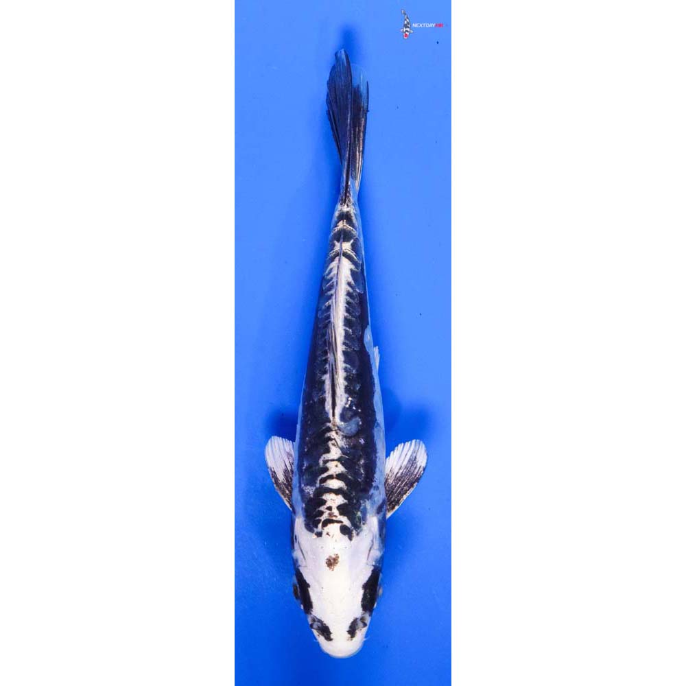 5.5” Imported Kikokuryu