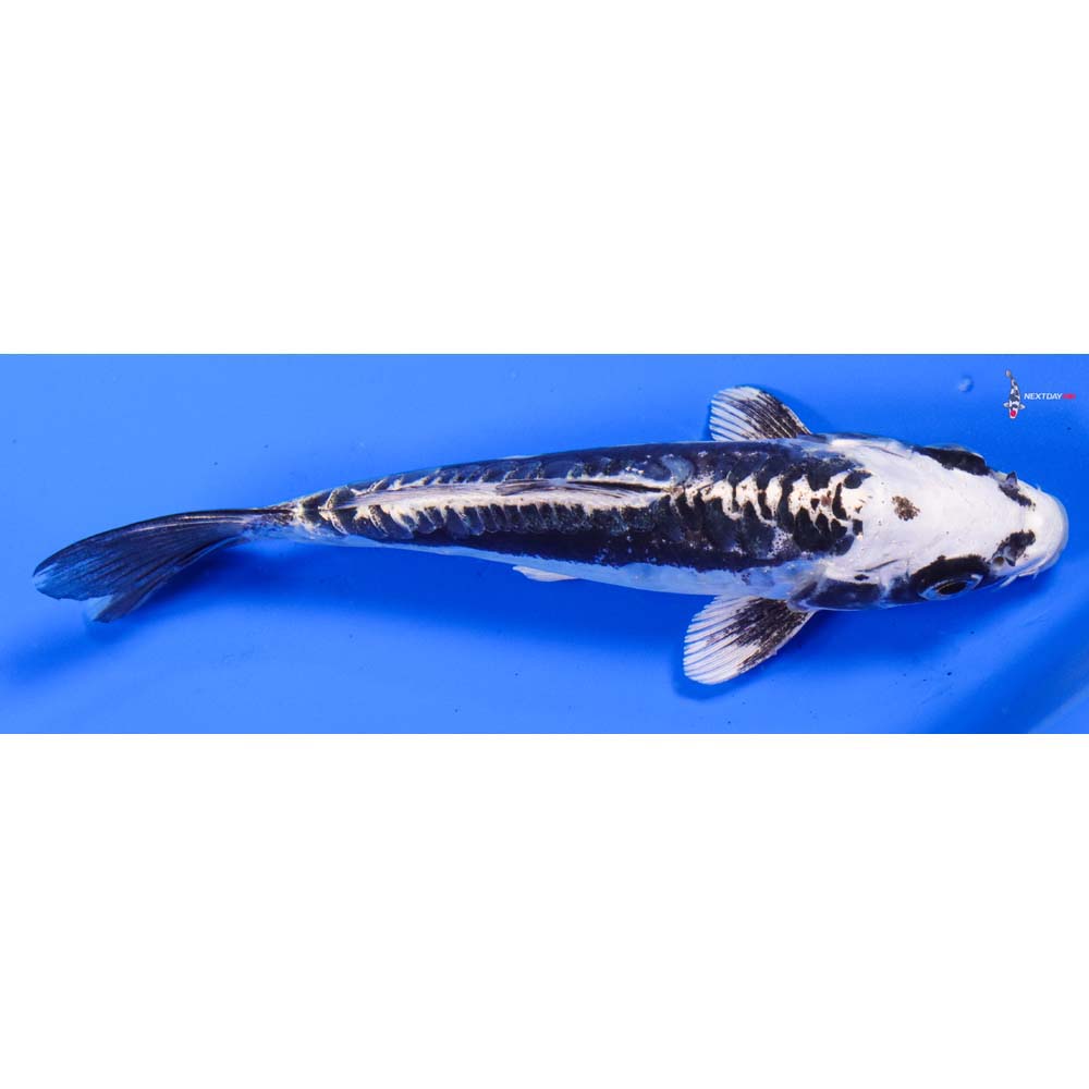 5.5” Imported Kikokuryu