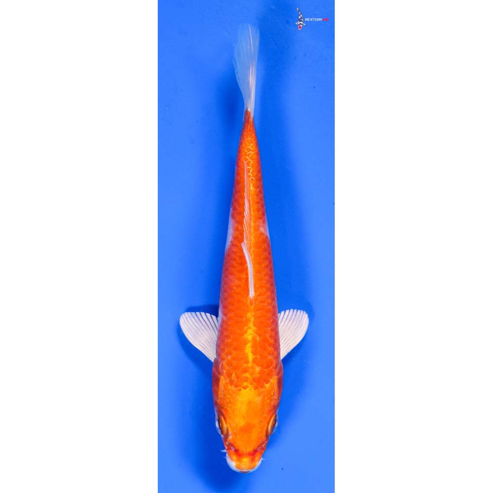 5.5” Imported Hariwake