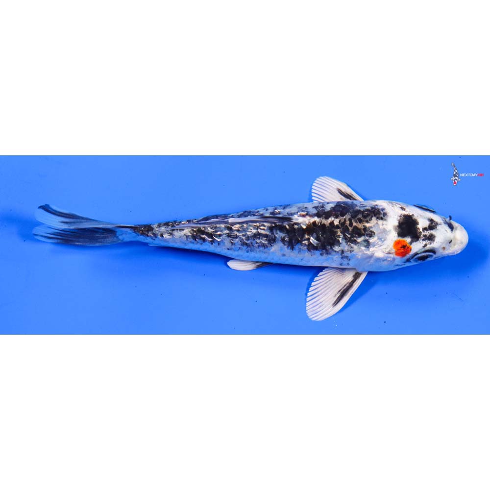 5” Imported Gin Rin Yamato Nishiki