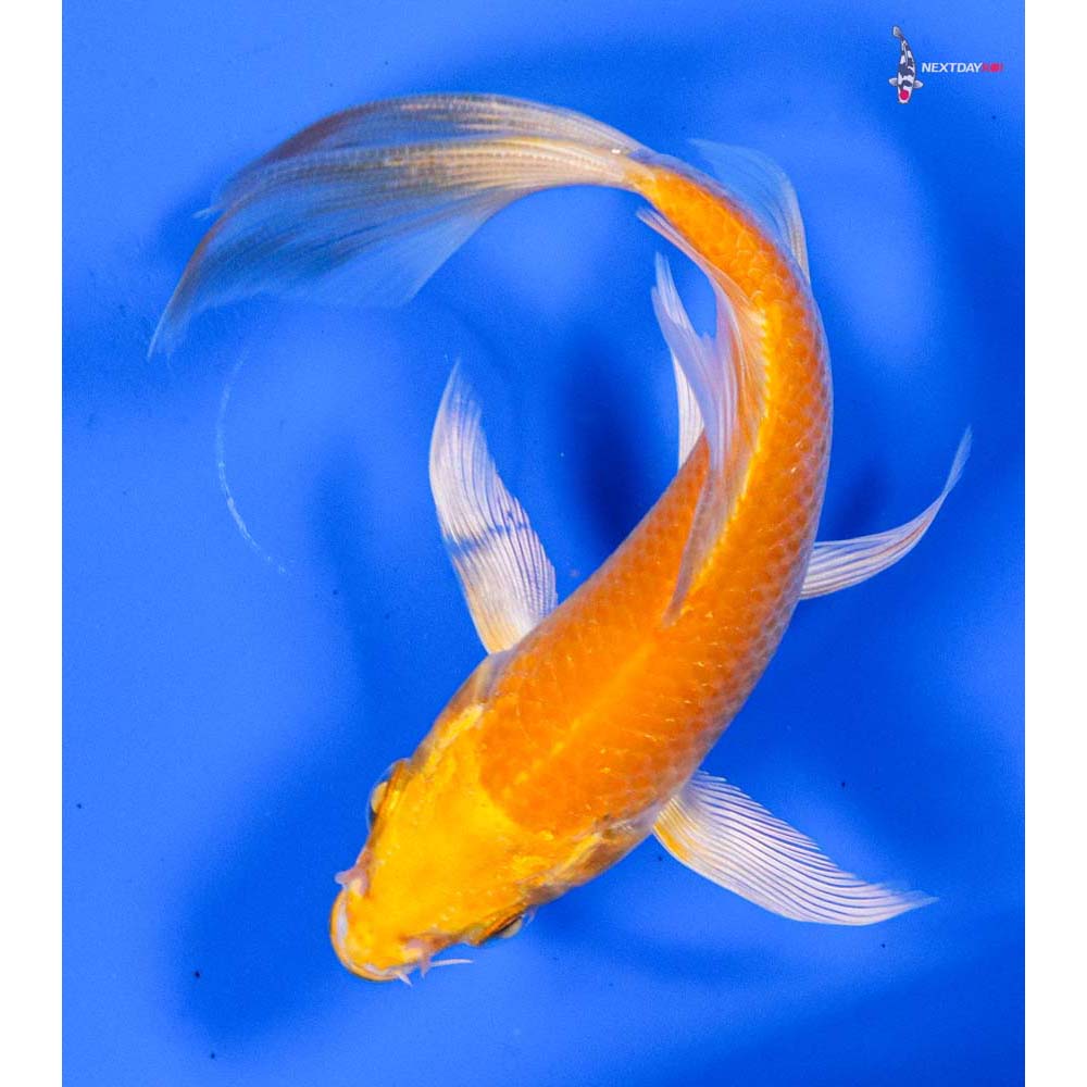 4.5” Imported Yamabuki Ogon Butterfly Koi
