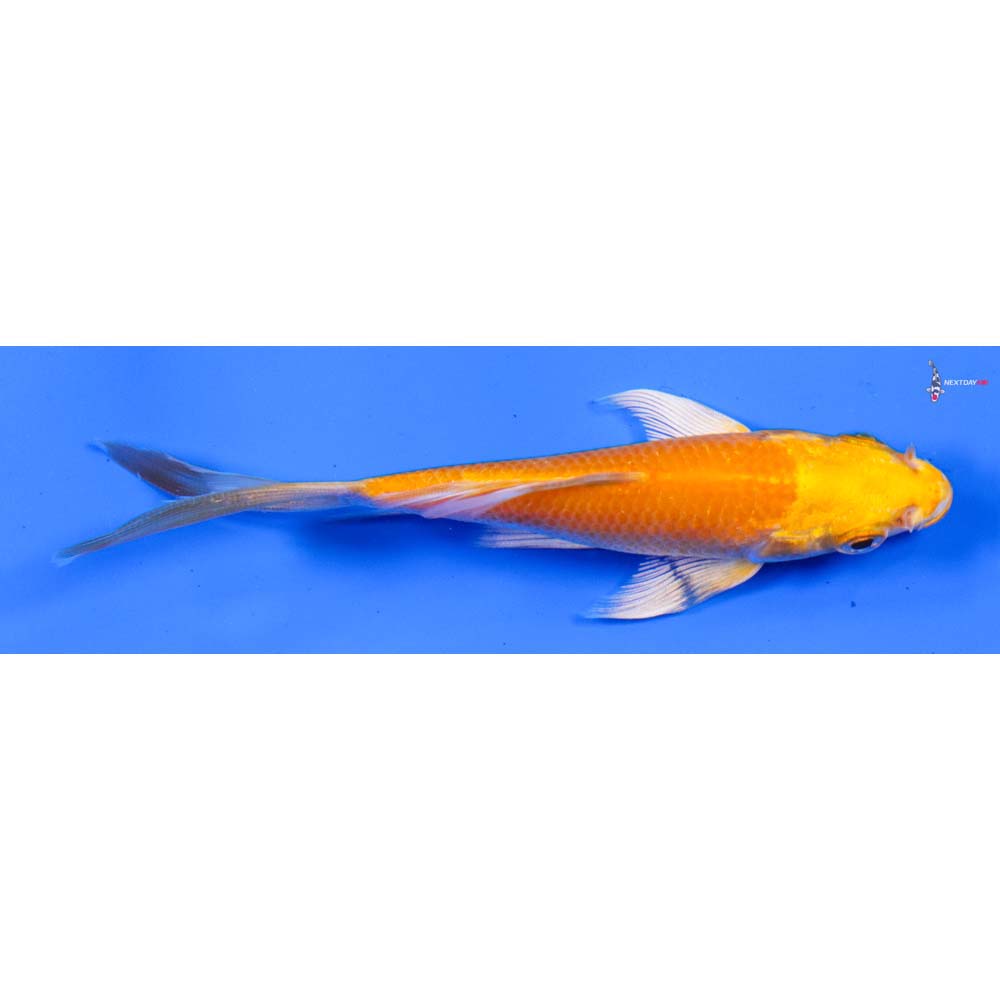 4.5” Imported Yamabuki Ogon Butterfly Koi
