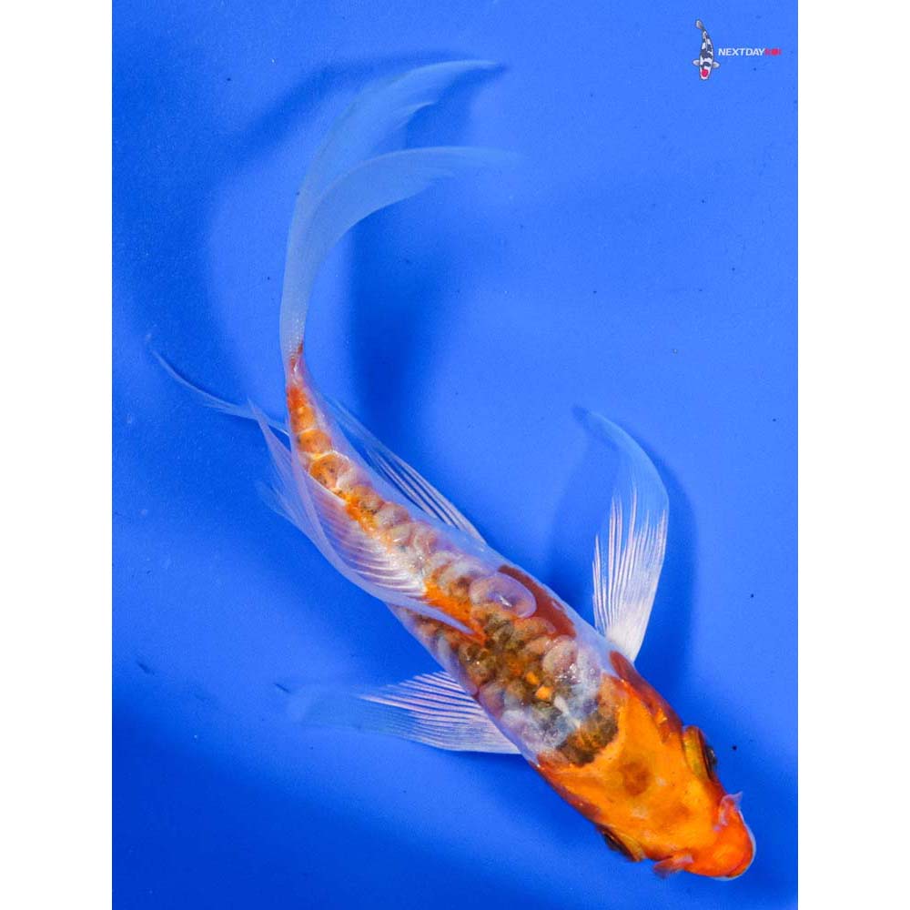 4.5” Imported Heisei Nishiki Butterfly Koi