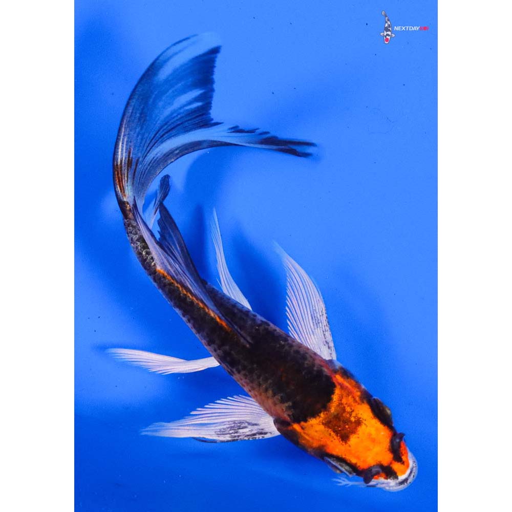4.5” Imported Kujaku Butterfly Koi