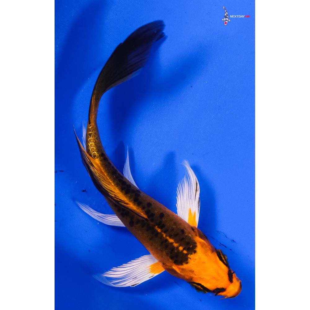 4.5” Imported Orenji Matsuba Butterfly Koi