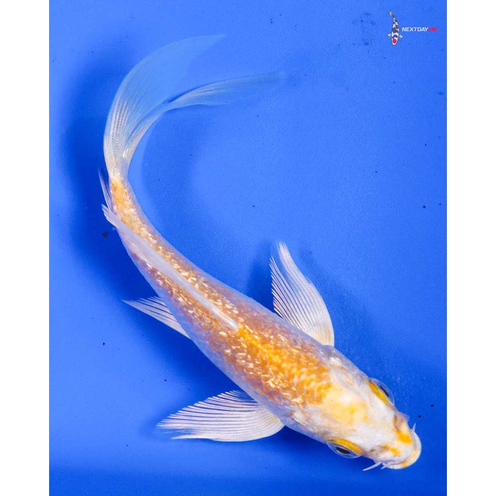 4.5” Imported Gin Rin Lemon Hariwake Butterfly Koi
