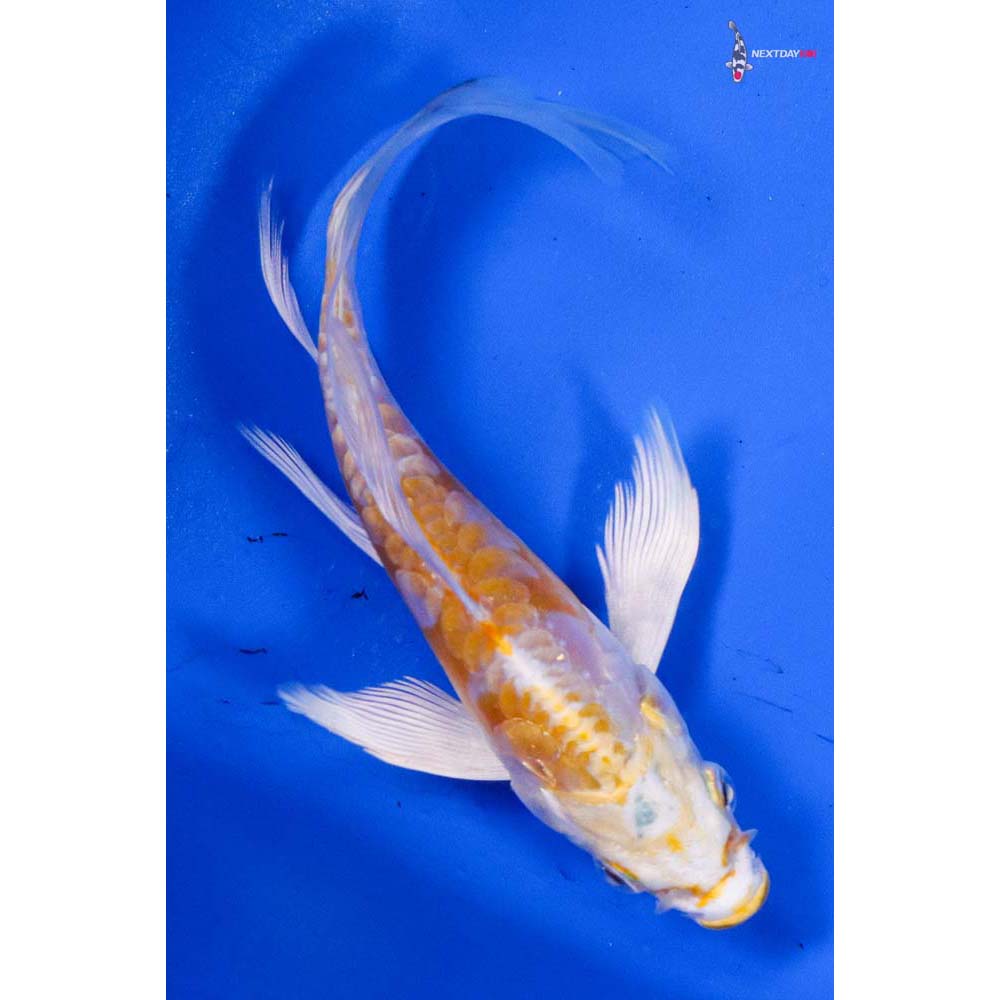 4.5” Imported Doitsu Lemon Hariwake Butterfly Koi