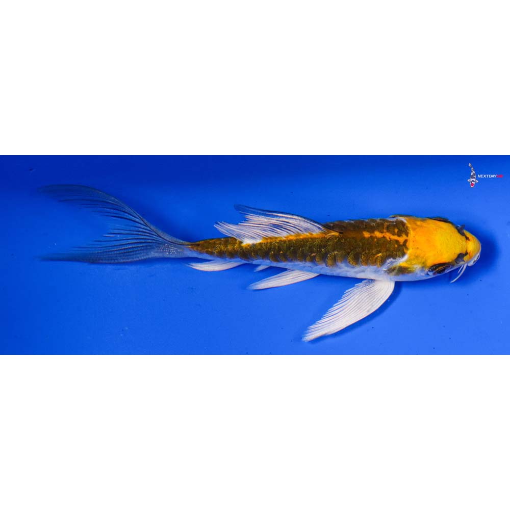 4.5” Imported Doitsu Kujaku Butterfly Koi