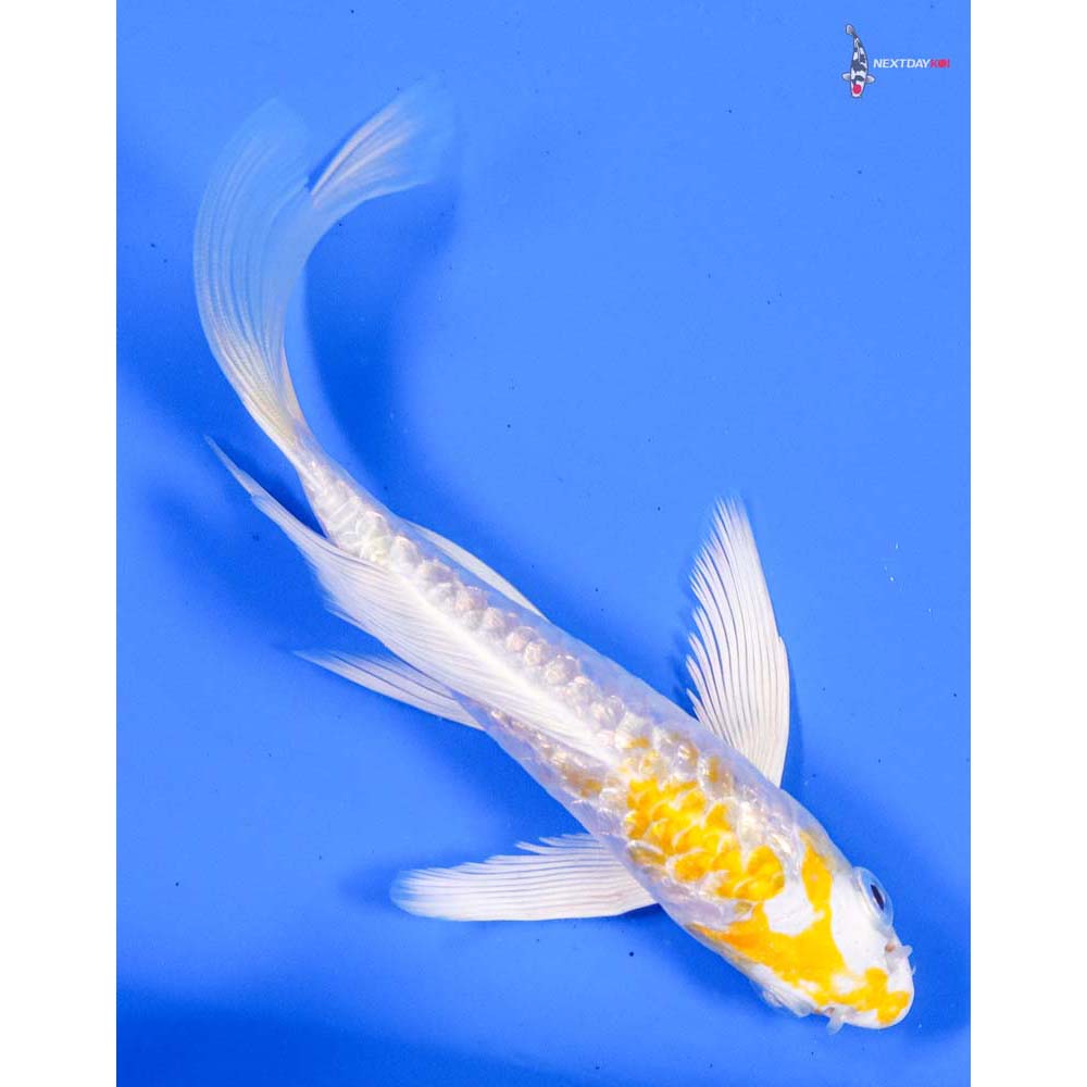 5” Imported Armor Scaled Gin Rin Lemon Hariwake Butterfly Koi